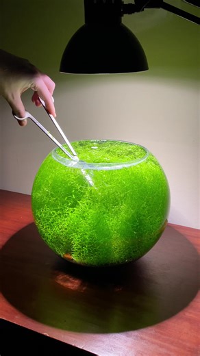 Nanoscape barbershop is open for business. Bowl cuts only 😂 #aquarium #fishtank #plants #aquascape