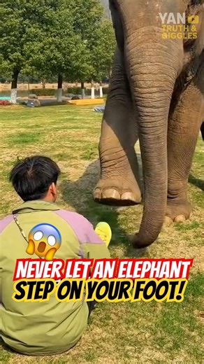 Never let an elephant step on your foot⁉️😱 #mha