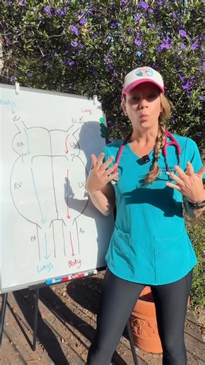 Dr. Hayley McDonald | Specialist Veterinary Cardiologist on Instagram: "🫀 Heart Sounds: What Makes the “Lub-Dub”? 🔊 LUB (S1): Closure of the mitral and tricuspid valves as ventricular contraction begins. 🔊 DUB (S2): Closure of the aortic and pulmonic valves as ventricular contraction ends and relaxation starts. ‼️ But if there is a problem, a murmur may be added to the “lub-dub” …more on murmurs soon.. 🔖 Vet & veterinary nurse students - save this for your cardiology exams. #vetstudent #vetn