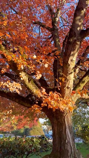 Autumn Blaze Maple Tree with Falling Leaves #Autumn