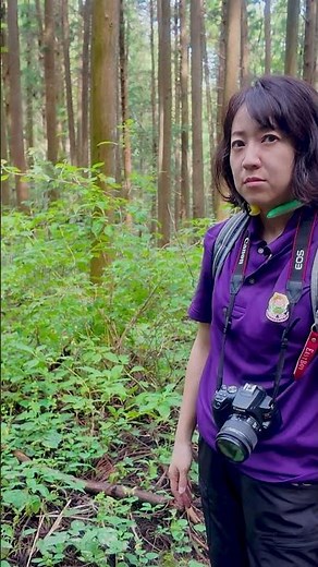 【真田丸の聖地】岩櫃山で歴史ロマンを求めて登山しました。#自然 #東吾妻 #真田丸