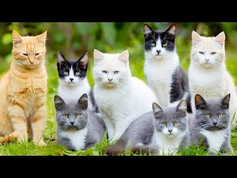 Top Viral Cat Videos Everyone Is Watching Right Now