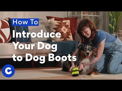 How To Introduce Your Dog to Dog Boots | Chewtorials
