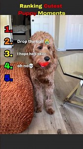 Ranking the Cutest Puppy Moments 🐶🥹❤️