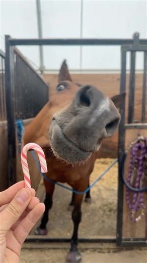 Furtastic Funnies | Pet Reels | He takes his sweet treats Very Seriously!🐴🍭💖 #sweettreat #HorseLove #EquineJoy #TreatTime #HappyHorse #HorseLife #StableMoments... | Instagram