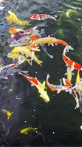 91K views · 3.9K reactions | A day to chill and relax.  Enjoying by the pond while looking these living jewels swimming gracefully...  #nishikigoi #koi #pond #koipond #koilovers #fish #koifish #koifishpond #koicarp #relax #relaxation #Malaysia #sarawak #kuching #ikan #ikankoi | AK Nishikigoi | Facebook