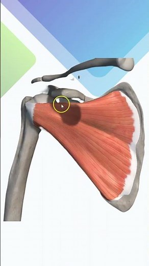 Anatomy of the Subscapularis Muscle 🦴