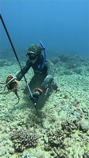 How We Catch Octopus in Hawaii #fishing #spearfishing