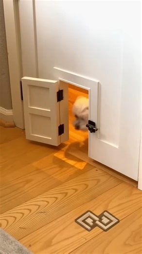 Re-sharing the Lego room doggie door because it's fun and cute 😉 #cute #cuteanimals #customdoor🐶🧐