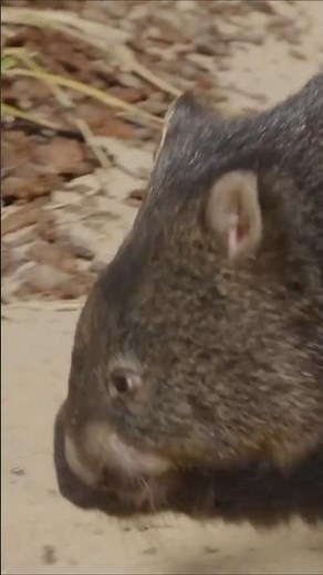 Meet The Wombat: Australia's Burrowing Marvel