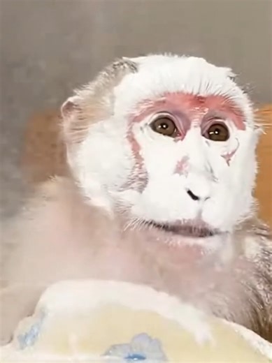 “Flour everywhere, regrets nowhere 😂” #monkey #monkeyfunny #babymonkey #funnymoments #funny