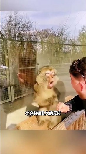 [Ninth Master's Sharing] When you perform magic tricks for a monkey, it will instantly question i...