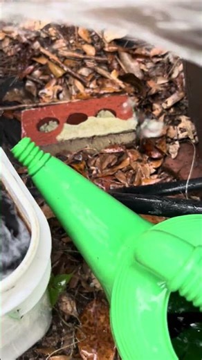 Outdoor Raincatcher 50 gallon ‪@DonnasProducts‬ see comments for link #rainbarrel #gardening