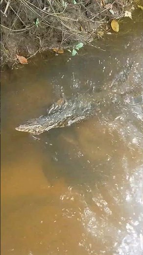 Water Monitor Attack | Incredible Wildlife Encounter | Giant Monitor Lizard in Action