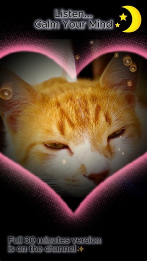 Calm Your Mind | Cat Purring & Crackling Fireplace #cat #catpurring #cozynights #asmr