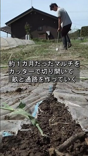 【雑草対策】太陽熱で土づくり 秋冬キャベツ 自然の力を生かせ！山田君 その６４