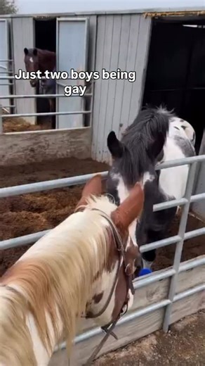 Klaus FB45 on Instagram: "Just boys being boys 🤣🤣🤣 @developing_henry - - - #horse #horseshow #horseofinstagram horsesofinsta horses equine equestrian dressage love lovehorse stud stallion studmuffin barock barockpinto pinto pintohorse malcolmowenmaguirerr explorepage✨ explorar explore pintaloosa viralvideos viralvideo viralreels"