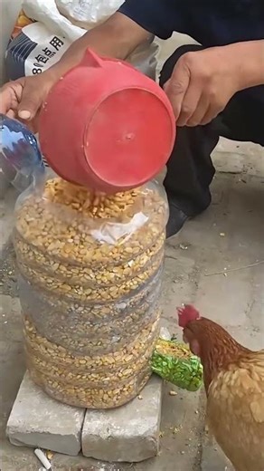 Smart Chicken Feeding Technique to Save Time and Effort