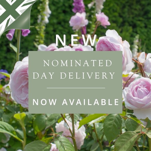 4.7K views · 218 reactions | You asked and we listened  There's no need to worry about missing a parcel again. We are delighted to now be offering a nominated day delivery service. So when placing your order, you can upgrade your delivery option to choose a day that suits you. | David Austin Roses | Facebook