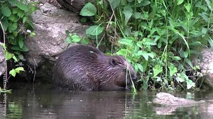 Eurasian beaver eating small branches on a river edge and cleaning its face after, Castor fiber