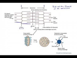 Arrangement of thick and thin filaments