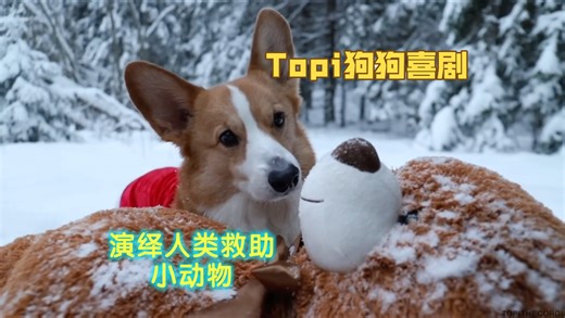 Topi狗狗喜剧：演绎人类朋友救助流浪动物