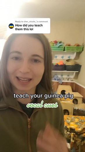 Guinea Pig Care Center on TikTok