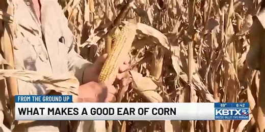 From the Ground Up: A good ear of corn