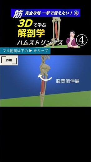 ハムストリングスの作用（股関節伸展、膝関節屈曲） ハムストリングス完全攻略 3Dで学ぶ起始・停止から、相反抑制を活用した柔軟性向上のメカニズム