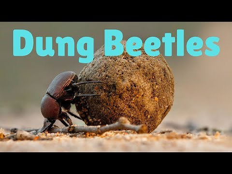 Dung Beetles – Nature's Dung Decomposers