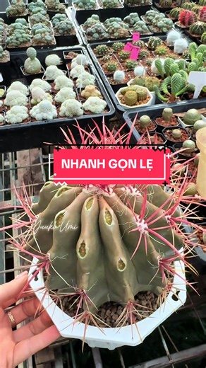 Xương Rồng Sốc Nhiệt: Hướng Dẫn Chăm Sóc