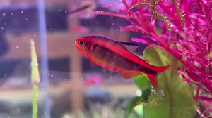 17 reactions | Hyphessobrycon mrymex | Aquatic Avenue - The Aquarium Specialist | Facebook