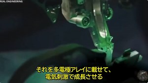 人間の脳細胞で作られた生物学的コンピュータ・ブレイン