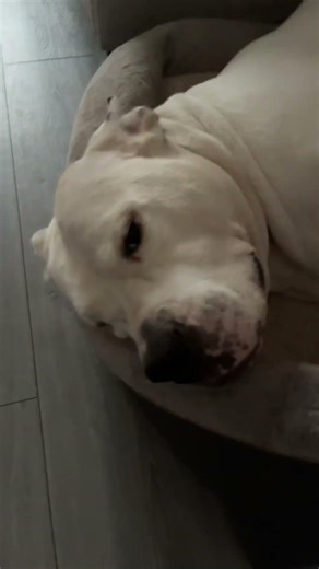 #shortsfeed Just woke up! #shorts