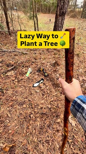 Easy Tree Planting with a Drill Method