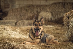 Warfarin - Your Vet Wants You to Know