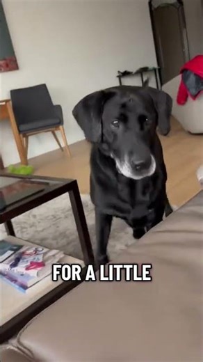 @thorlab playful dog 🐶🐕#dog #petlover