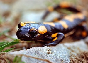 The fire salamander