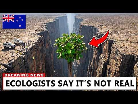 New Zealand Found the Last Tree Left on Earth — What Followed Was Impossible