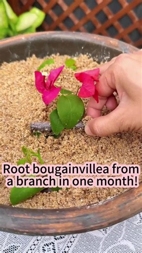 Grow Bougainvillea from Cuttings in One Month