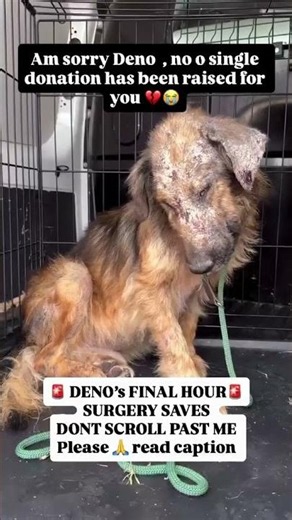 💔 Heartbreaking… DENO Is on the Euthanasia List. We Have One Chance to Save Him#usa #uk #canada #dog