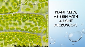 STRUCTURE & FUNCTION - CELLS & MICROBES [CSEC BIOLOGY & HSB]