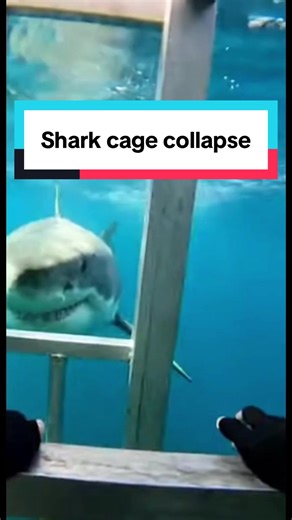 If you’re ever considering shark diving, it should only be done in a secure cage, with trained professionals, at a specialist centre that prioritises strict safety protocols. The ocean is unpredictable, and even equipment requires expert handling and proper supervision. Sharks deserve respect, and so does your own safety. Adventure should always be guided by experience, preparation, and professionals who know exactly what they’re doing. Disclaimer: Never attempt shark diving on your own. Only pa