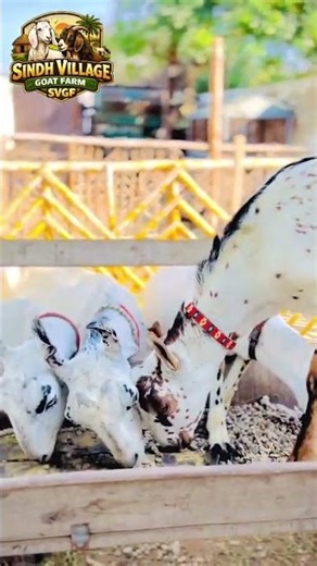 Alpine Goat in Pakistan | Healthy & Strong Breed