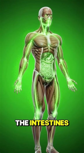 What Happens Inside Your Body When You Drink Looki? | 3D Anatomy & Digestion Explained#looki benefit