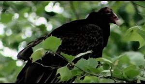 Watch Eyes Of The Mothman ﹙Alternate Trailer﹚ on Amazon Live