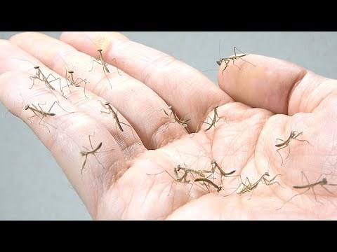 A large number of baby praying mantises were born...