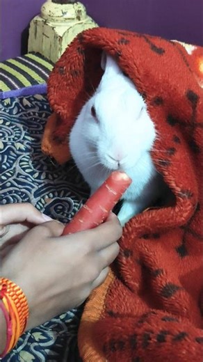 rabbit sound #rabbit #funny #cute #animals #shots