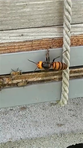 Invasion #wildlife #circleoflife #inthewild #lhetmaku #nature #animalkingdom | Json Olecram