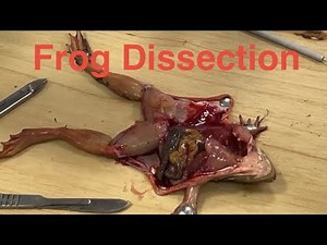 Frog Dissection Practical | FSC & Matric Biology | Federal Board | Grade 10th Practical